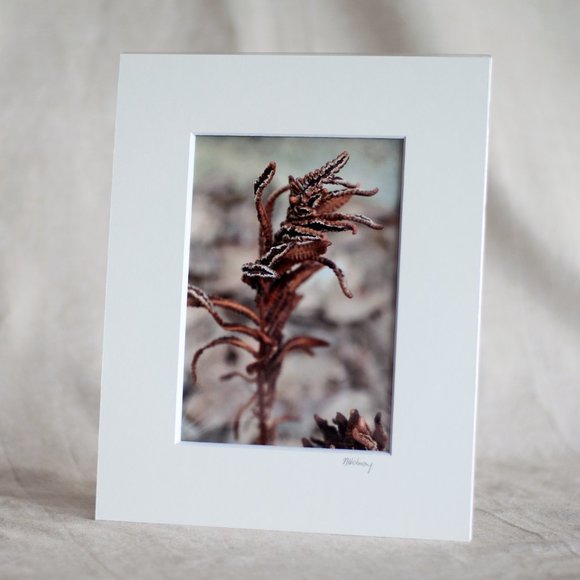 "Frozen Fern" 5x7 Photography Print - Picture 1 of 3